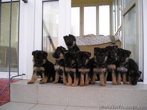 Щенки немецкой овчарки 2 месяца  #146865