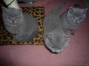 Продам шотландских прямоухих девочек #141419