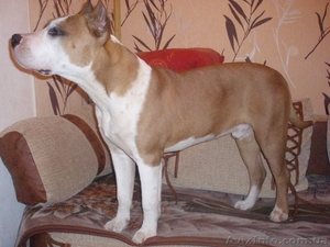 Предлагается высокопородный,  подрощенный щенок Ам. стафф. терьера #155531