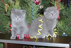 Британские (шотландские) вислоухие и прямоухие котята #135650