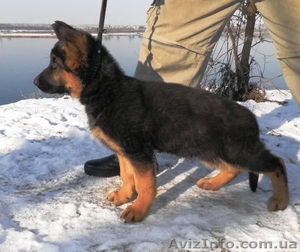 Продам щенка немецкой овчарки. #139784