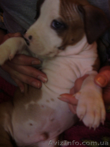 Продам щенков Американского Стаффордширского терьера.   #153136