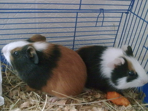 Продам морских свинок #154749