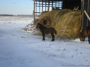 Продам жеребчика пони #156271