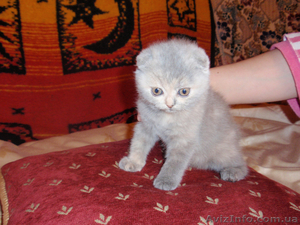 Продаётся котёнок скотиш-фолд #138702