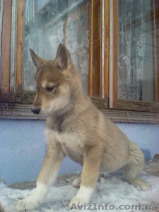 продаю щенков лайки #133241