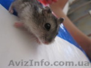 продам сирийских джунгарских хомячков дешево Харьков #147605