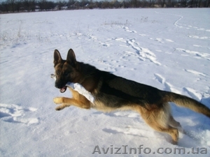 Кобель немецкой овчарки чепрачного окраса приглашает на вязку #156903