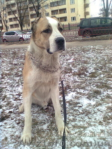 Продам настоящего охранника #149070