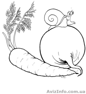 Морква та столовий буряк #135783