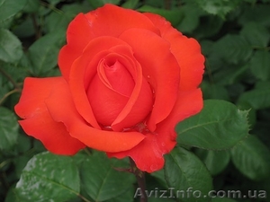 В Крым на день 8 марта из Харькова #142274