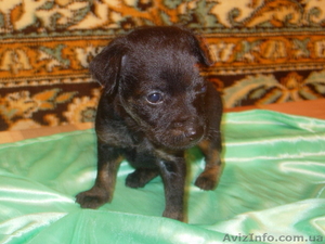 Продам Той-Терьера #153766