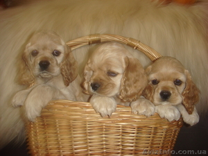 Американский кокер спаниель #152838