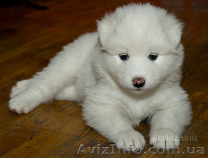 Щенки самоедской лайки (самоеды) #144080