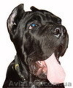 кане корсо для вязки #136101