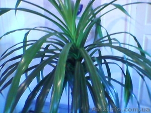 продам пальму панданус #137672
