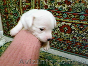 Продам недорого щенков той-терьера #138058