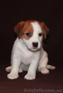 Джек Рассел терьер #144608