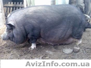 Продам поросят корейской породы #150598