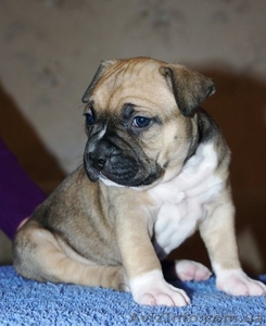 Щенки Американского Стаффордширского Терьера (амстафф,  стафф) Продажа  #156610