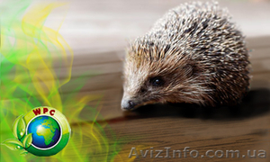 Террасная доска композитная. Террасная доска в Киеве #139457