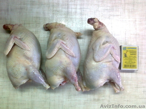 всегда свежее мясо перепелов #141440