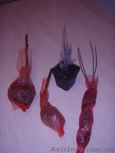 Продам саженцы малины.смородины, туи, плодовых #137863