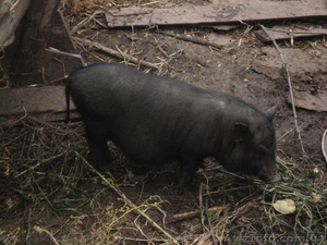 поросята-вьетнамцы #138187