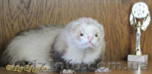 Питомник декоративных хорьков «Valley of ferrets»  #141396