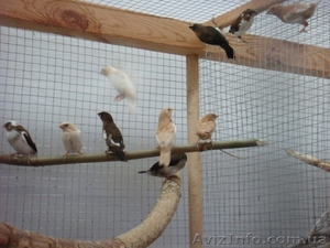 Японские амадины #150928