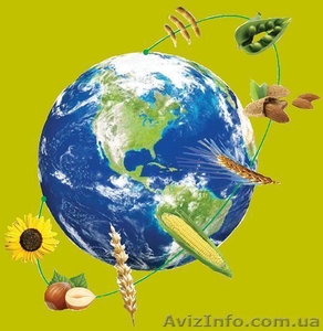 насіння сої,  СОЯ АННУШКА #154503