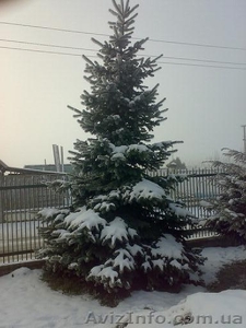 Продаж ялинок: голубі,  дугласія,  сосни різних розмірів від 1 до 8 метрів висоти. #159007