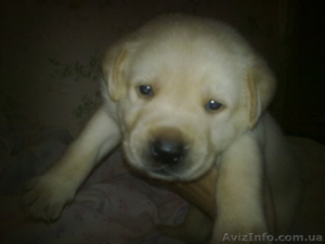 ЩЕНОЧКИ ЛАБРАДОРЧИКИ #163810