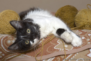 Кому особо ласковую девочку? #161050