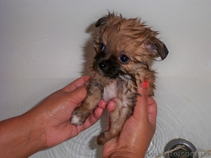 продам чихуашек #172477