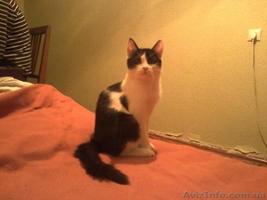 мы ждем добрых ручек #161051