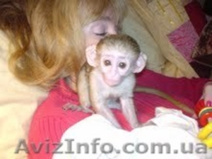 обезьяны капуцина для принятия..... #157565