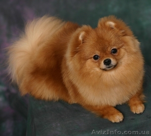 ШПИЦ ПОМЕРАНСКИЙ -Подрощенная девочка #166309