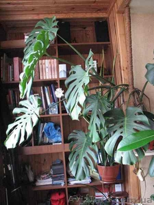 продам монстеру #170944