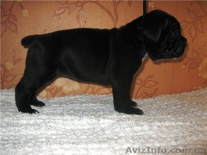 Перспективные щенки кане корсо от высокопородных родителей #175804