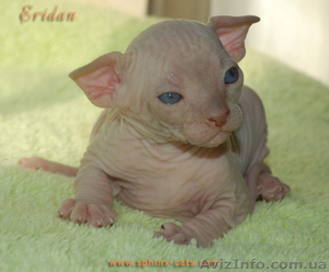 Канадский сфинкс котёнок #159411