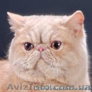 Котик приглашает на встречу. #161952