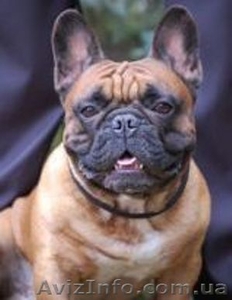Предлагается для вязки рыжий французский бульдог #168635