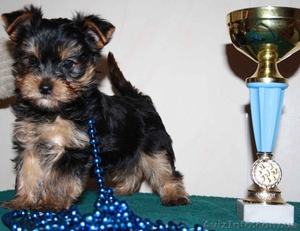 Щенки йоркширского терьера в Харькове #168079