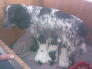 Продам щенков Русского Спаниеля.  #182138