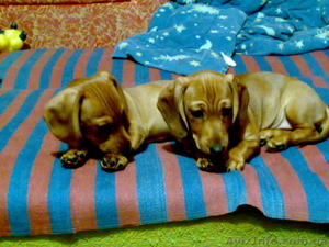 продам щенка стандартной таксы рыжая девочка 3 мес #174858