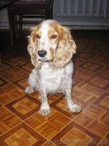 Продам щенка руского спаниля. #167347