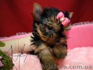 щенки йорка мини #169170