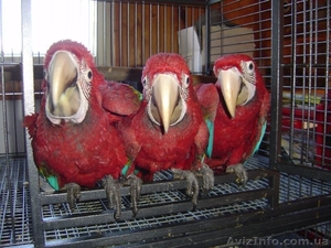 Ара Сине-Желтый,  Ара Зеленокрылый #161747