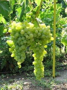 виноград привитые саженцы #173613